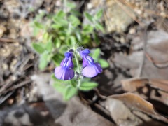 Salvia pusilla