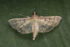 Cnaphalocrocis trebiusalis