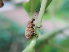 Pantomorus postfasciatus