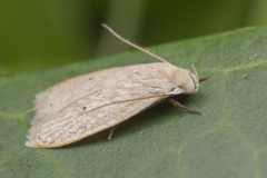 Oditinae