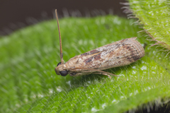 Indomyrlaea ferreotincta