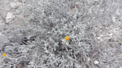 Thymophylla setifolia