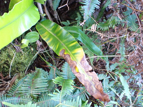 Elaphoglossum crassifolium observed 2026-04-03