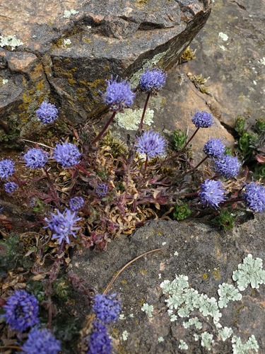 Jasione maritima (Jasione maritima)