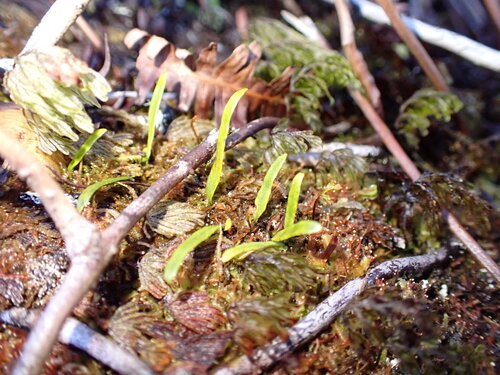 Adenophorus tenellus observed 2026-04-03