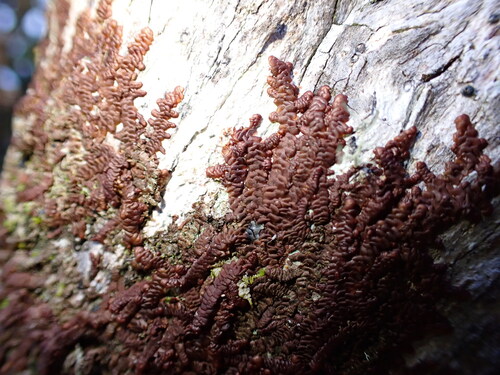 Frullania hypoleuca observed 2026-04-03