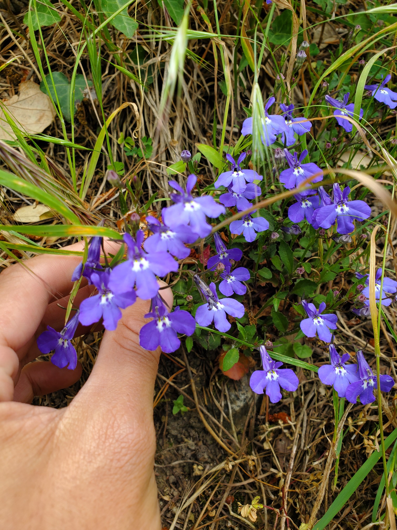 Garden Lobelia (Lobelia erinus)