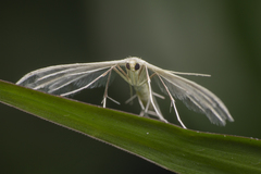 Pterophorus lacteipennis