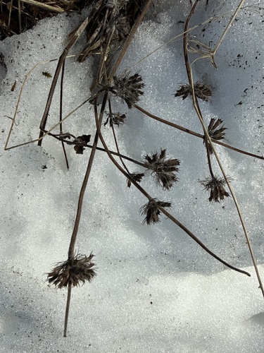 Wild Basil (Clinopodium vulgare)