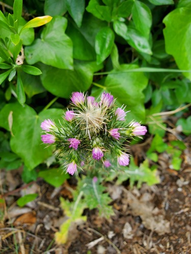 Winged Plumeless Thistle (Carduus tenuiflorus)