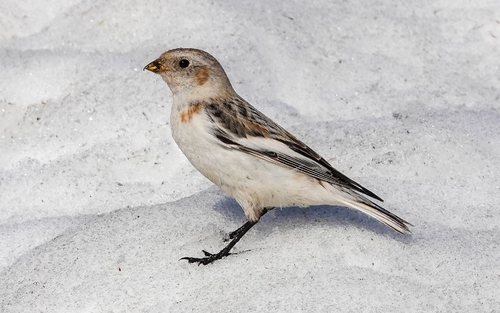 Escribano nival (Plectrophenax nivalis)