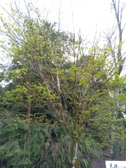 Acer serrulatum