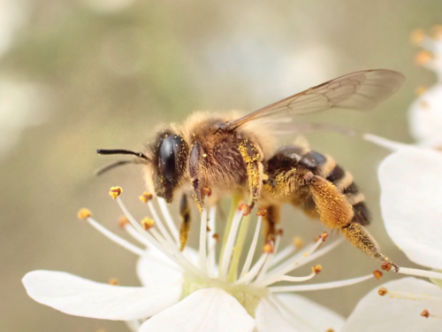 Yellow-legged Mining Bee, photo 3 of 10