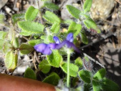 Salvia pusilla