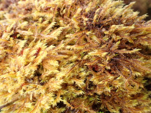 Acroporium fuscoflavum observed 2026-04-03