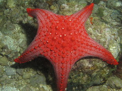 Pentaceraster alveolatus