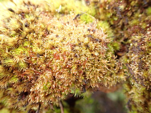 Odontoschisma denudatum observed 2026-04-03