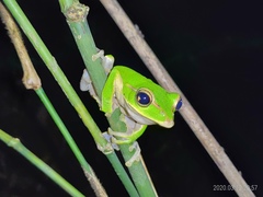 Zhangixalus prasinatus