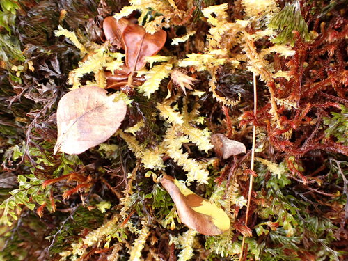 Plagiochila deflexa observed 2026-04-03