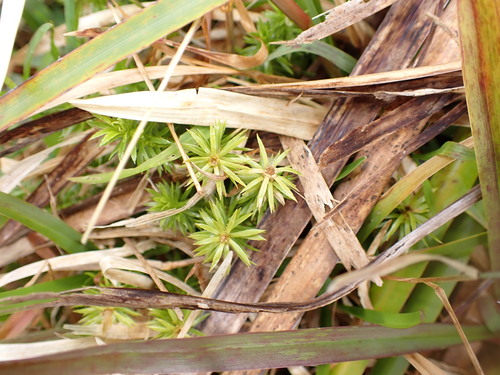 Pogonatum tahitense observed 2026-04-03