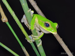 Zhangixalus prasinatus