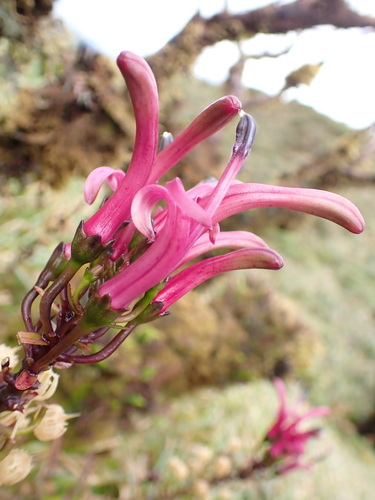 Trematolobelia singularis observed 2026-04-03