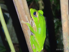 Zhangixalus prasinatus