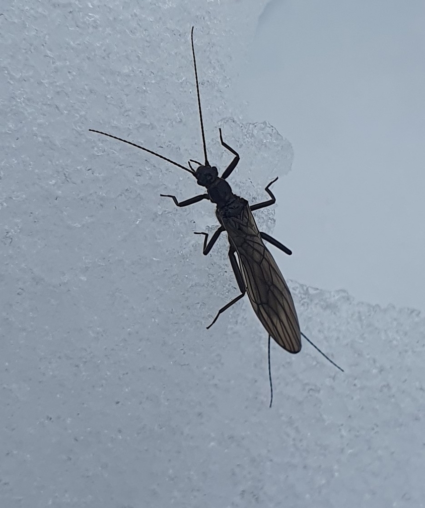 Capnia nigra