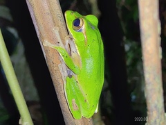 Zhangixalus prasinatus