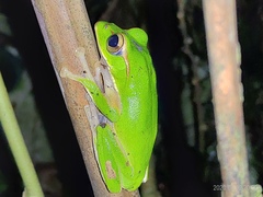 Zhangixalus prasinatus