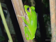 Zhangixalus prasinatus