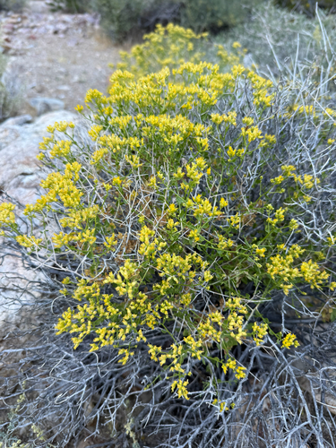 Amphipappus fremontii, 2026-04-03