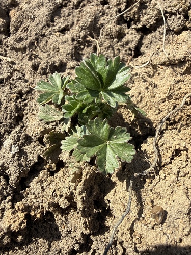 Hoary Cinquefoil (Potentilla argentea)