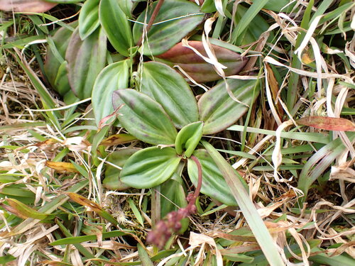 Plantago pachyphylla observed 2026-04-03