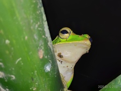 Zhangixalus prasinatus