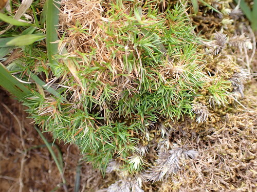 Dichanthelium koolauense observed 2026-04-03