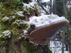 Phellinus populicola