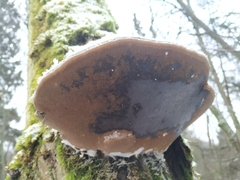 Phellinus populicola