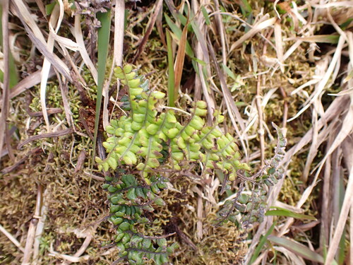 Sadleria pallida observed 2026-04-03
