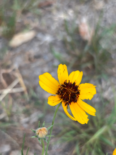 stiff greenthread (Thelesperma filifolium)