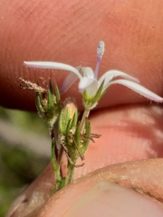 Wahlenbergia unidentata