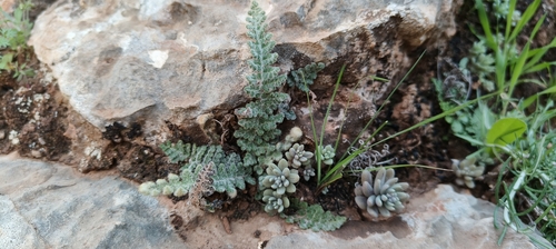 Scaly Lip Fern