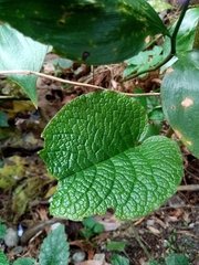 Trachystemon orientalis
