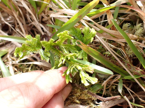 Selaginella arbuscula observed 2026-04-03