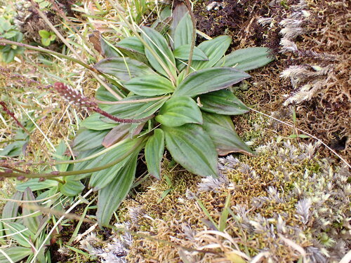 Plantago pachyphylla observed 2026-04-03