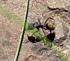 Camponotus chrysurus