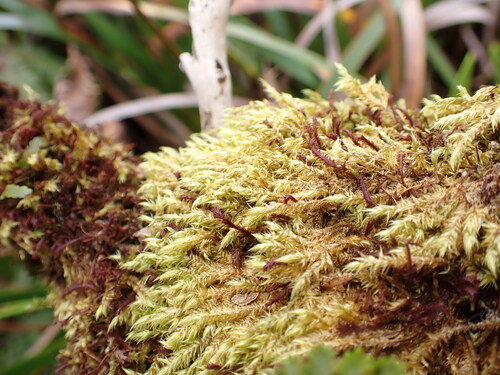 Acroporium fuscoflavum observed 2026-04-03
