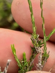 Wahlenbergia unidentata