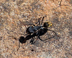 Camponotus chrysurus