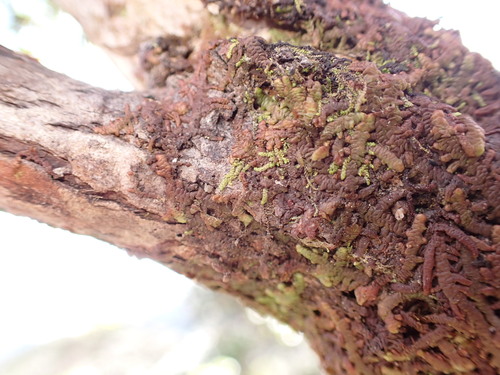 Frullania hypoleuca observed 2026-04-03